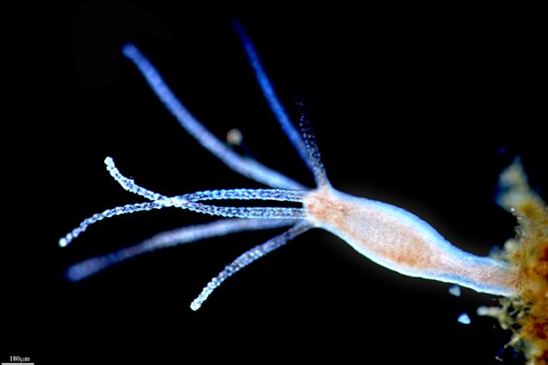 Kraken ссылка зеркало рабочее